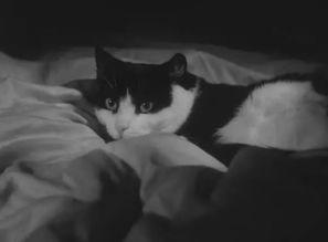 小丑之夜,狂欢与疯狂交织的奇幻之夜